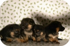 se vende cachorro - mejor precio | unprecio.es