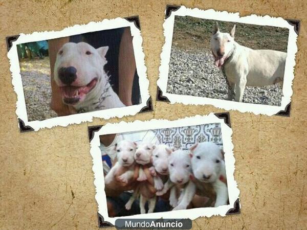 se vende camada bull terrier