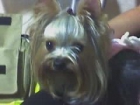 TENGO LOS MEJORES EJEMPLARES DE YORKSHIRES TERRIER MINI - mejor precio | unprecio.es