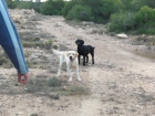 VENDO CACHORROS DE LABRADOR - mejor precio | unprecio.es