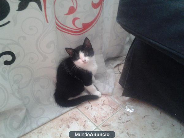 Regalo gatita de un año nacida en casa