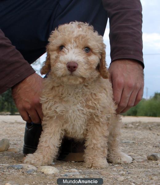 Perro de agua español cachorro hembra