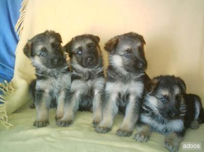 Cachorros de pastor alemán. Excelente pedigree. Libres de displaxia.