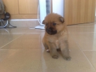 ¡¡¡ULTIMO POMERANIA DE LA CAMADA,UN PELUCHITO!!! - mejor precio | unprecio.es