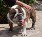 Bulldog Ingles para Montas - mejor precio | unprecio.es