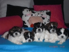 Cachorritos Shih_Tzu económicos - mejor precio | unprecio.es