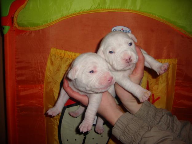 CAMADA DE PITBULL RED NOSE