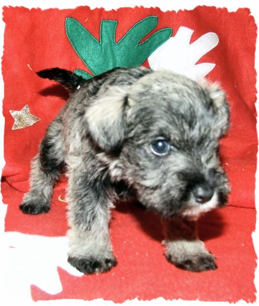 camada schnauzer miniatura sal y pimienta SIX ROSES