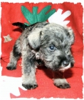camada schnauzer miniatura sal y pimienta SIX ROSES - mejor precio | unprecio.es