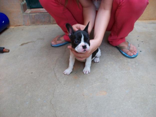 Excelentes cachorritos de bulldog francés