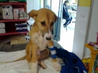 Galga luna sigue esperando una adopción CASTELLON - mejor precio | unprecio.es