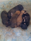 se vende excelente camada american pitbull - mejor precio | unprecio.es