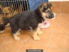 SE VENDEN CACHORROS PASTOR ALEMAN - mejor precio | unprecio.es