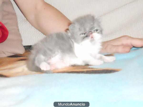 SE VENDEN PERSAS BICOLORES CACHORRITOS