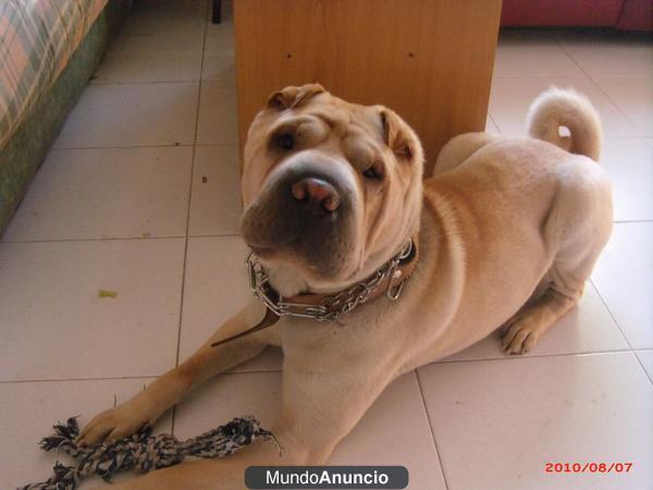 SHAR PEI BUSCA NOVIA