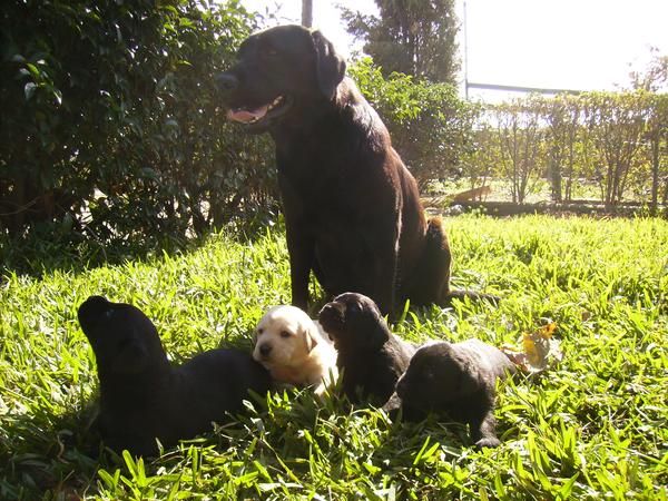 venta de  cachorros de LABRADOR RETRIEVER con pedigree