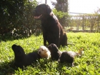 venta de cachorros de LABRADOR RETRIEVER con pedigree - mejor precio | unprecio.es