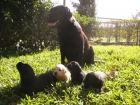 venta de cachorros de LABRADOR RETRIEVER con pedigree - mejor precio | unprecio.es