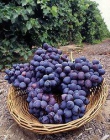 venta de uva vino para minoristas - mejor precio | unprecio.es