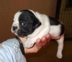 Bulldog frances para montas pedigree multicampeones - mejor precio | unprecio.es