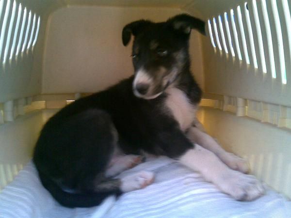 Cachorritos preciosos