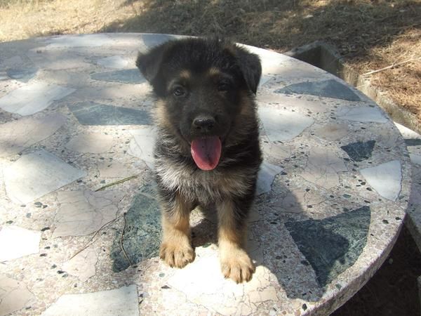 Cachorros de pastor aleman