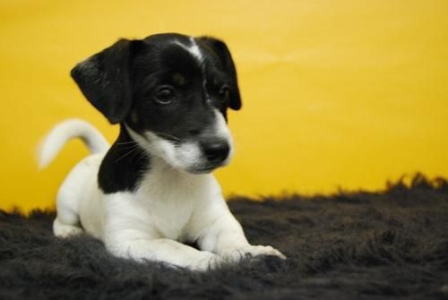 camada de juck rusell. alta calidad, cachorros con tn solo dos meses