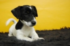 camada de juck rusell. alta calidad, cachorros con tn solo dos meses - mejor precio | unprecio.es