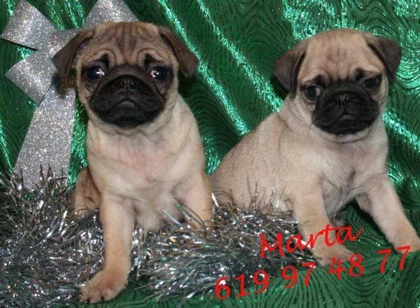 carlino cachorros economcios y excelentes