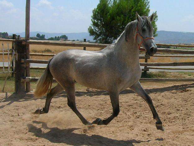 EN LOTE O POR SEPARADO (4 PRE)