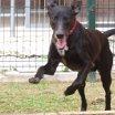 KIOWBA,EL CANGU PERRO EN ADOPCION