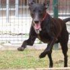 KIOWBA,EL CANGU PERRO EN ADOPCION - mejor precio | unprecio.es
