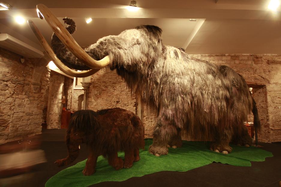 Museo del mamut de barcelona