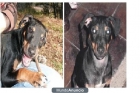 Perro perdido en Berga (Catalunya) - mejor precio | unprecio.es