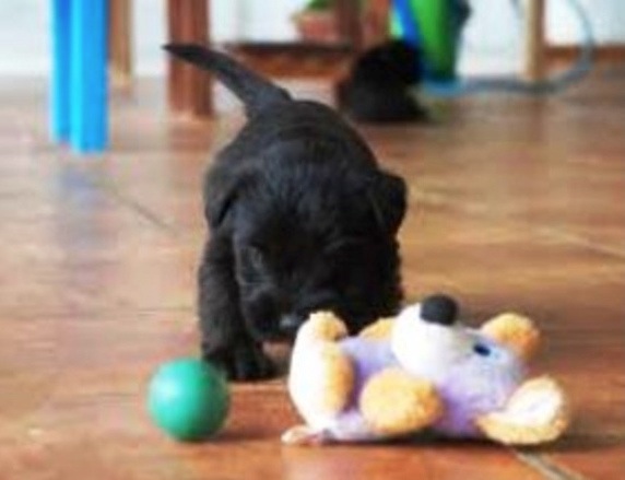 Schnauzer miniatura en sal y pimienta y negro