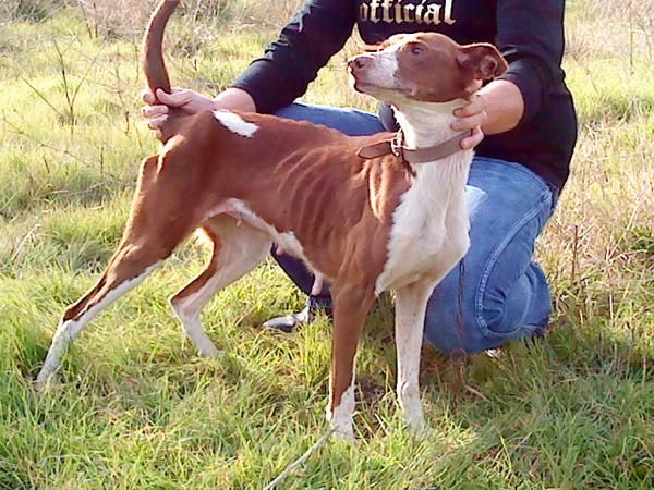 vendo una podenca del terreno y dos cachorros de podenco ibicenco