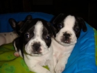 venta de bulldog frances - mejor precio | unprecio.es