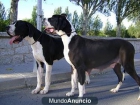 Dogo Alemán - mejor precio | unprecio.es