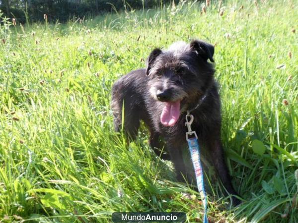 ADOPTA, perros, gatos o 1 conejita enana