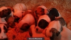 Bulldog Americano - mejor precio | unprecio.es