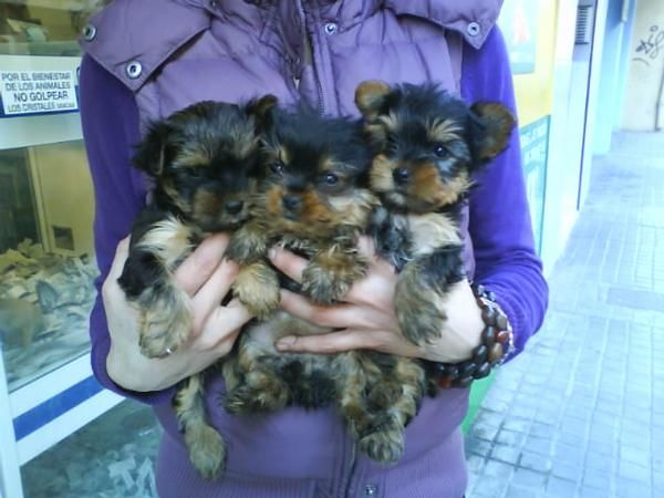 CACHORROS DE YORKSHIRE TERRIER, OFERTON!  300 EUROS