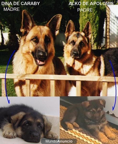 Cachorros Pastor Aleman