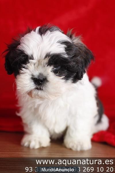 En www.aquanatura.es - Perros de todas las razas - cachorros, criadero, venta - GARANTIA AQUANATURA   Perros en Barcelon