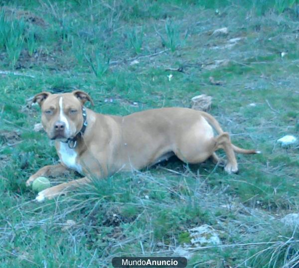 hembra pit-bull red-nose busca macho