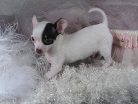 Hermoso chihuahua cachorros para la venta.