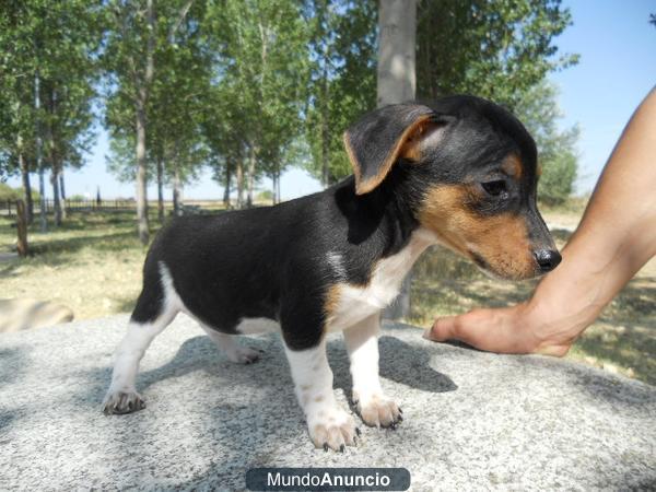 jack russell cachorra monisima 300 €