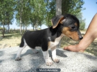 jack russell cachorra monisima 300 € - mejor precio | unprecio.es