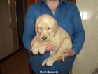 labradores dorados - mejor precio | unprecio.es