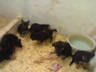 Pastor Aleman cachorros,pedigree,300eur. - mejor precio | unprecio.es