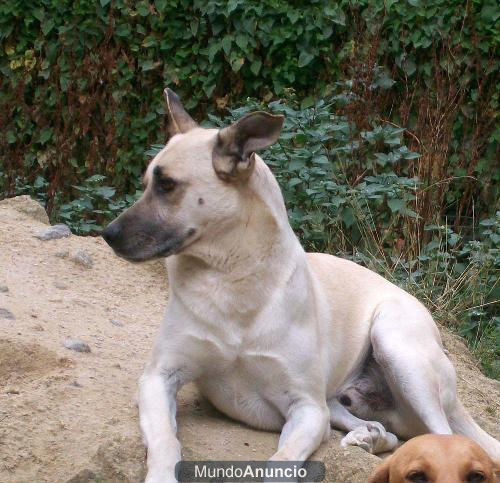 perro cruce pastor alemán en adopción
